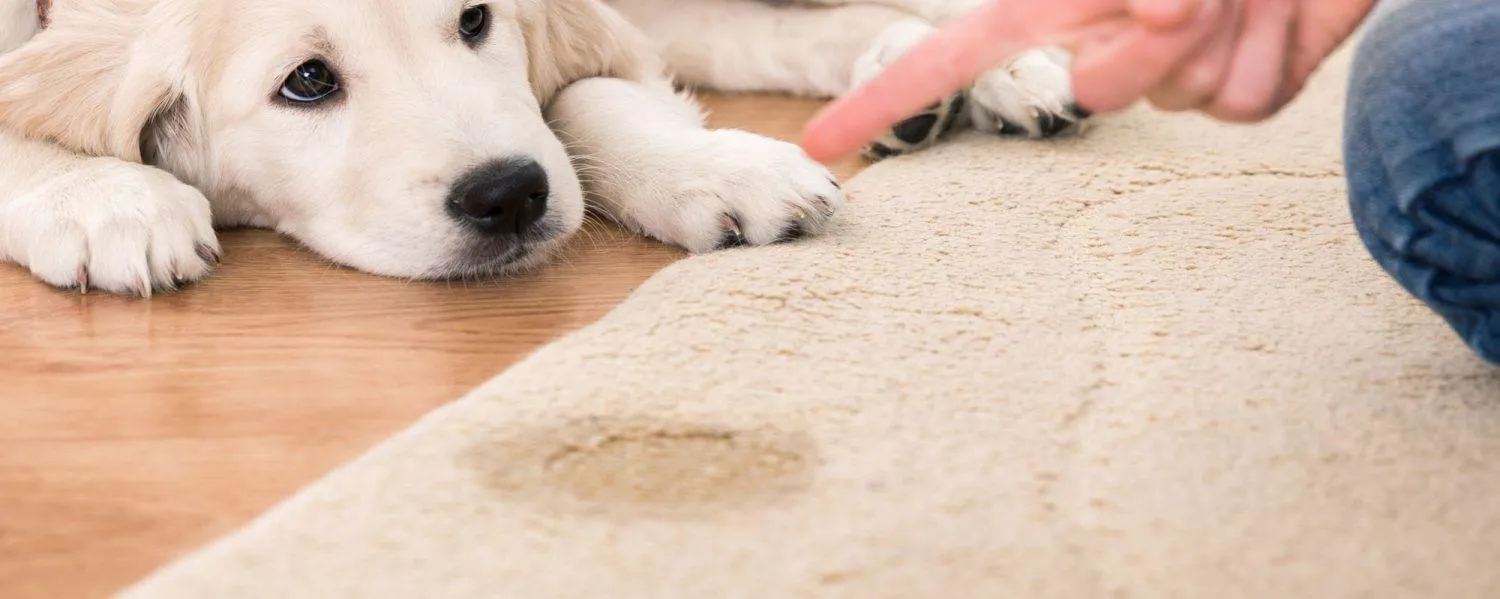 How to Clean Dog Poop Out of Carpet